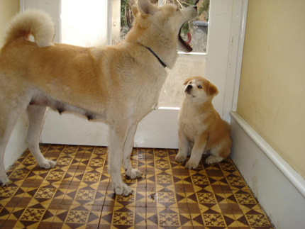 Akita puppies Quebec | Akita inu puppies For Sale Montreal