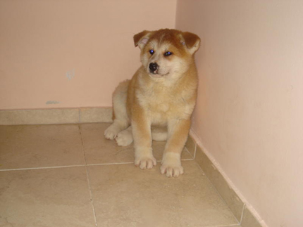 puppies for sale usa boston the purebred japanese akita as a 4 month puppy breeds picture puppies for sale usa boston the purebred japanese akita as a 4 month puppy breeds picture